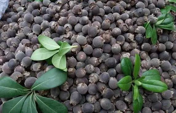 只有潮汕人才知道的花生牛奶,汕头特色水果品种有哪些