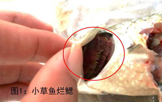 草鱼养殖病害,草鱼反复发病怎么处理