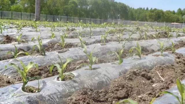 春玉米受冻害怎样补救,天气预报大豆冻害