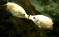 鱼缸不养鱼还能养什么小生物,鱼缸可以养不一样的鱼吗