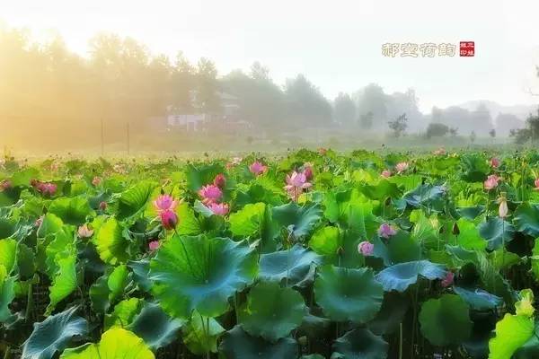郑州哪的荷花开得比较好,郑州荷花观赏区