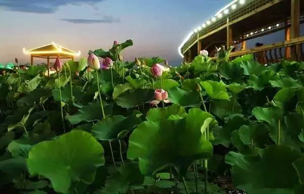 郑州哪的荷花开得比较好,郑州荷花观赏区