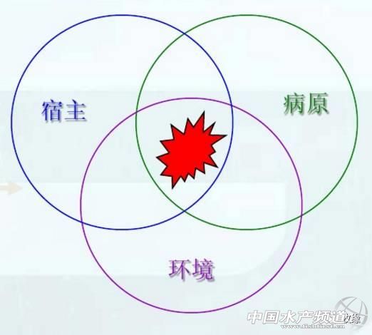 草鱼有病怎么治图片,草鱼得病还没治好吗