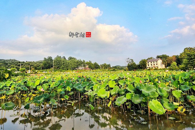 郑州哪的荷花开得比较好,郑州荷花观赏区