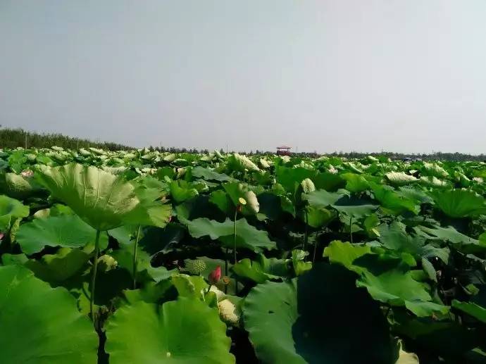 郑州哪的荷花开得比较好,郑州荷花观赏区