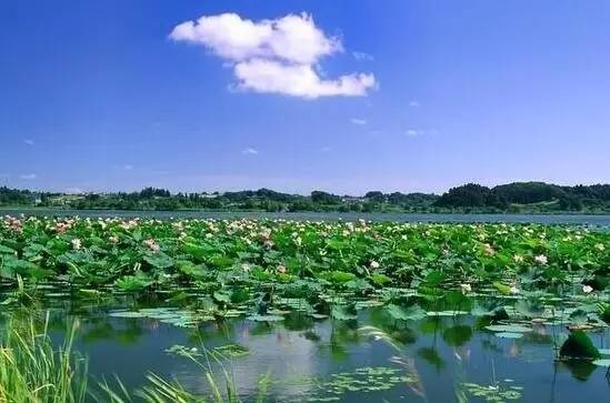 郑州哪的荷花开得比较好,郑州荷花观赏区