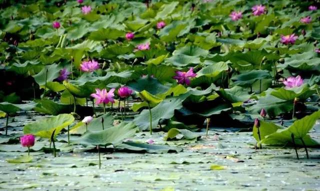 郑州哪的荷花开得比较好,郑州荷花观赏区