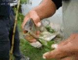 鱼缸不养鱼还能养什么小生物,鱼缸可以养不一样的鱼吗