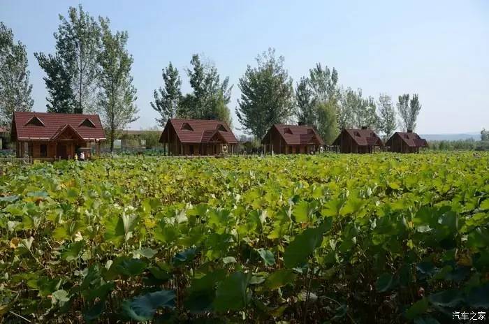 郑州哪的荷花开得比较好,郑州荷花观赏区