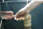 鱼缸不养鱼还能养什么小生物,鱼缸可以养不一样的鱼吗