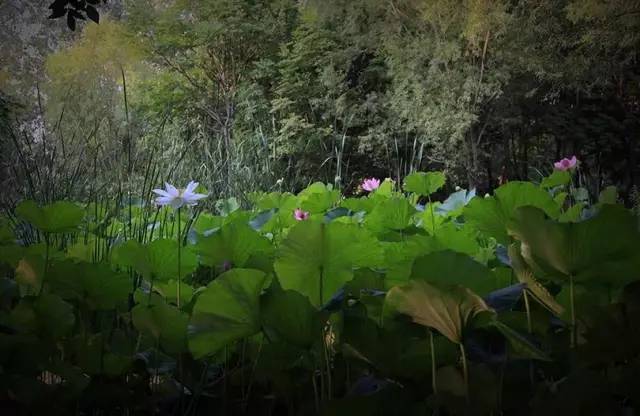 郑州哪的荷花开得比较好,郑州荷花观赏区