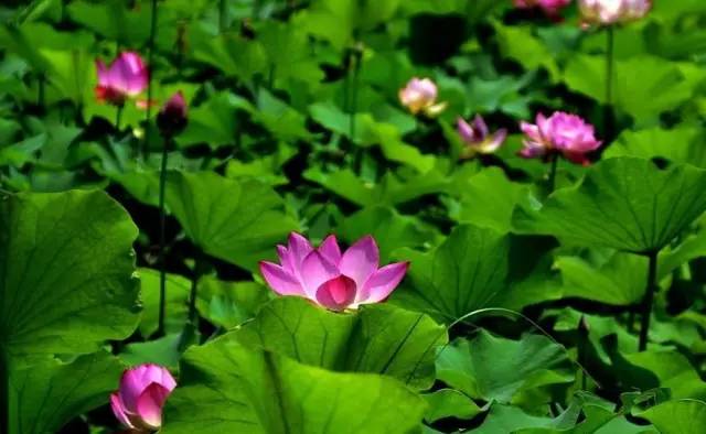 郑州哪的荷花开得比较好,郑州荷花观赏区