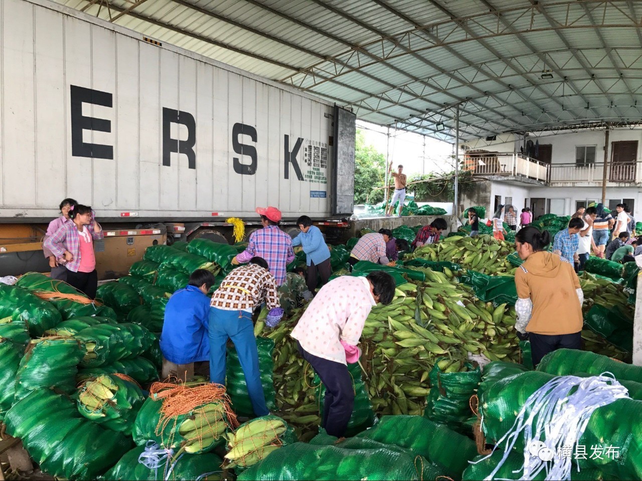广西横县甜玉米种子,广西横县青桐甜玉米种