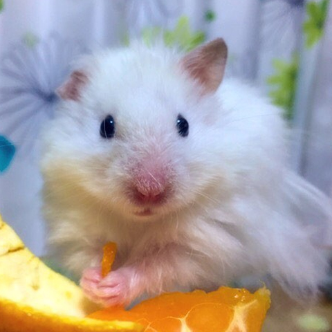 仓鼠的小爪爪,仓鼠的爪子怎么介绍