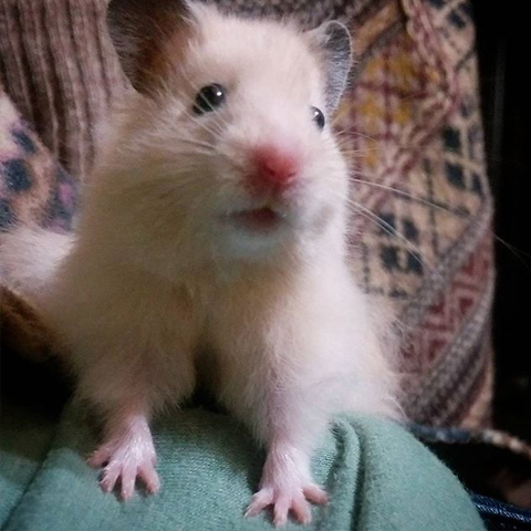 仓鼠的小爪爪,仓鼠的爪子怎么介绍