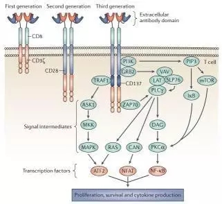 肿瘤免疫治疗的那些事,肿瘤免疫疗法系列