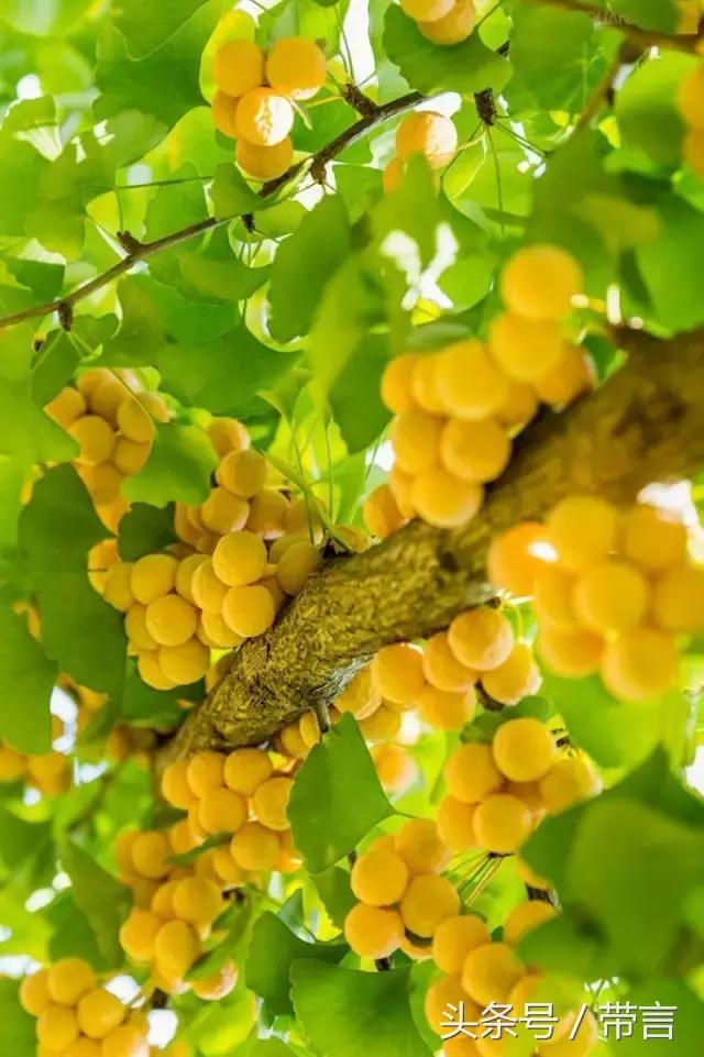 美梅的梦想｜世界最古老植物的馈赠——泰兴银杏