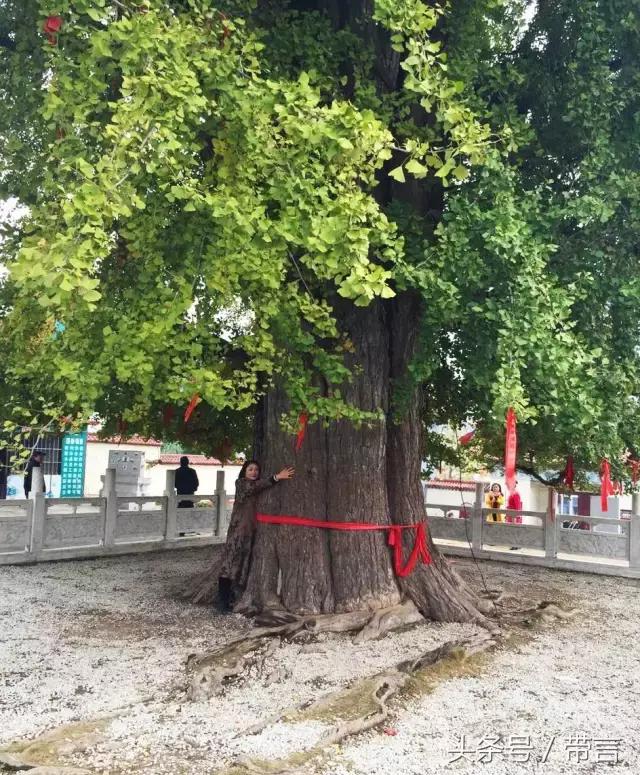 美梅的梦想｜世界最古老植物的馈赠——泰兴银杏