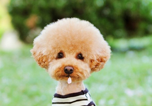 泰迪便便很软很粘怎么办,泰迪便便又小又细又软