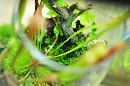 草缸放了绿萝,家居草缸