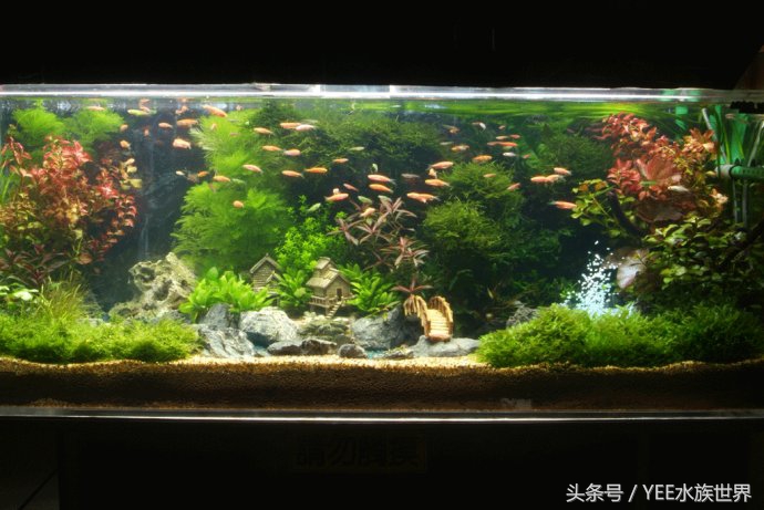 鱼缸不是特别清澈,鱼缸是不是越简单越好