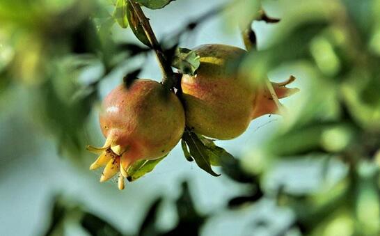 卵泡长大了不排会形成囊肿吗,卵泡长不大除了多囊还有什么原因