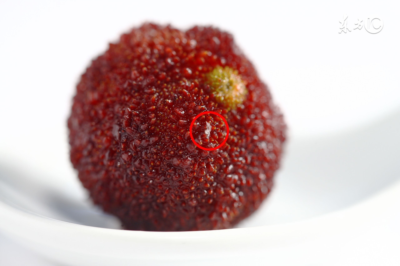 杨梅有小白虫把它用盐水泡出来,不小心吃了杨梅里的小白虫怎么办