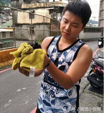 警方回应流浪猫死了被扔下水道,流浪猫两小时内突然死亡