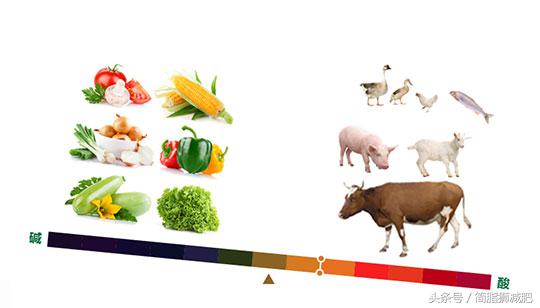 易胖体质的5个方法,针对易胖体质该怎么调理