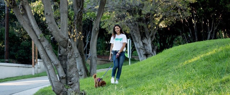 开会不能遛狗？出差在外狗狗怎么办？宠物界Uber与Airbnb帮您搞定爱宠所需！