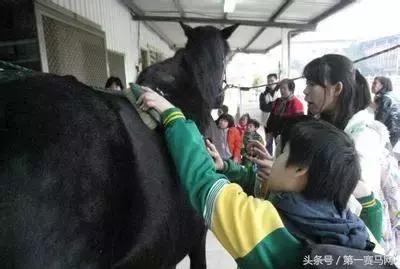 骑马的治愈作用是什么,马中风可以治疗吗