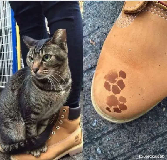 《每日一乐》2017港姐首轮面试开始颜值参差不齐颜值让人心情复杂