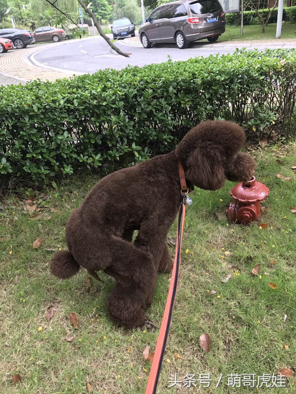 主人给大贵宾剪了个奇葩的新造型，自带屁垫儿，便便时好像穿着小裤裤