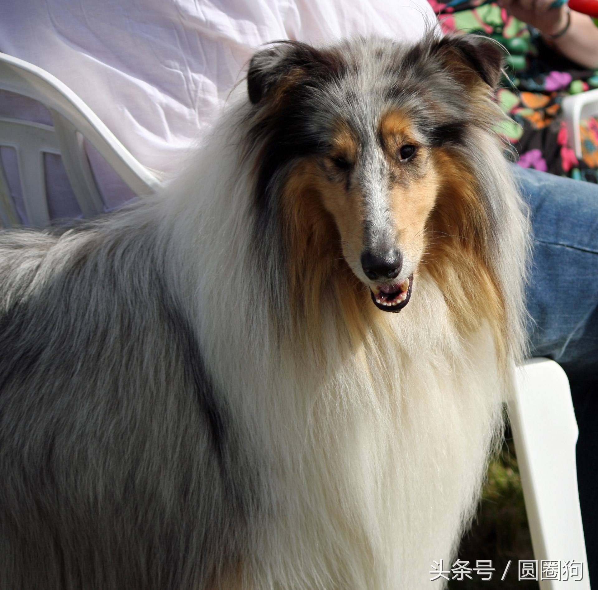 世界名狗牧羊犬,苏格兰牧羊犬大型犬