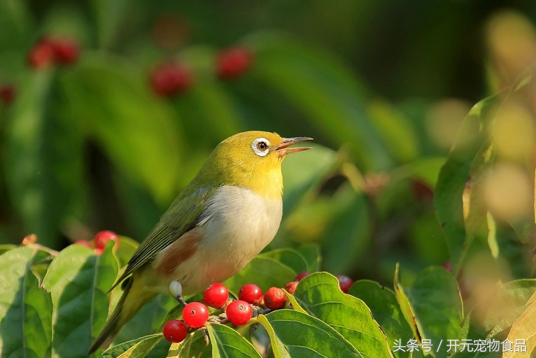 绣眼鸟怎样的好,绣眼鸟用什么料最好
