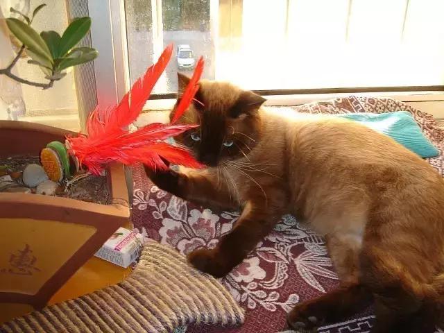 开宠物医院会血本无归吗,不做好准备不要养狗