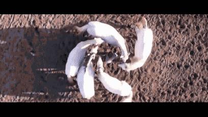 投资三个亿的马秀，究竟什么样？