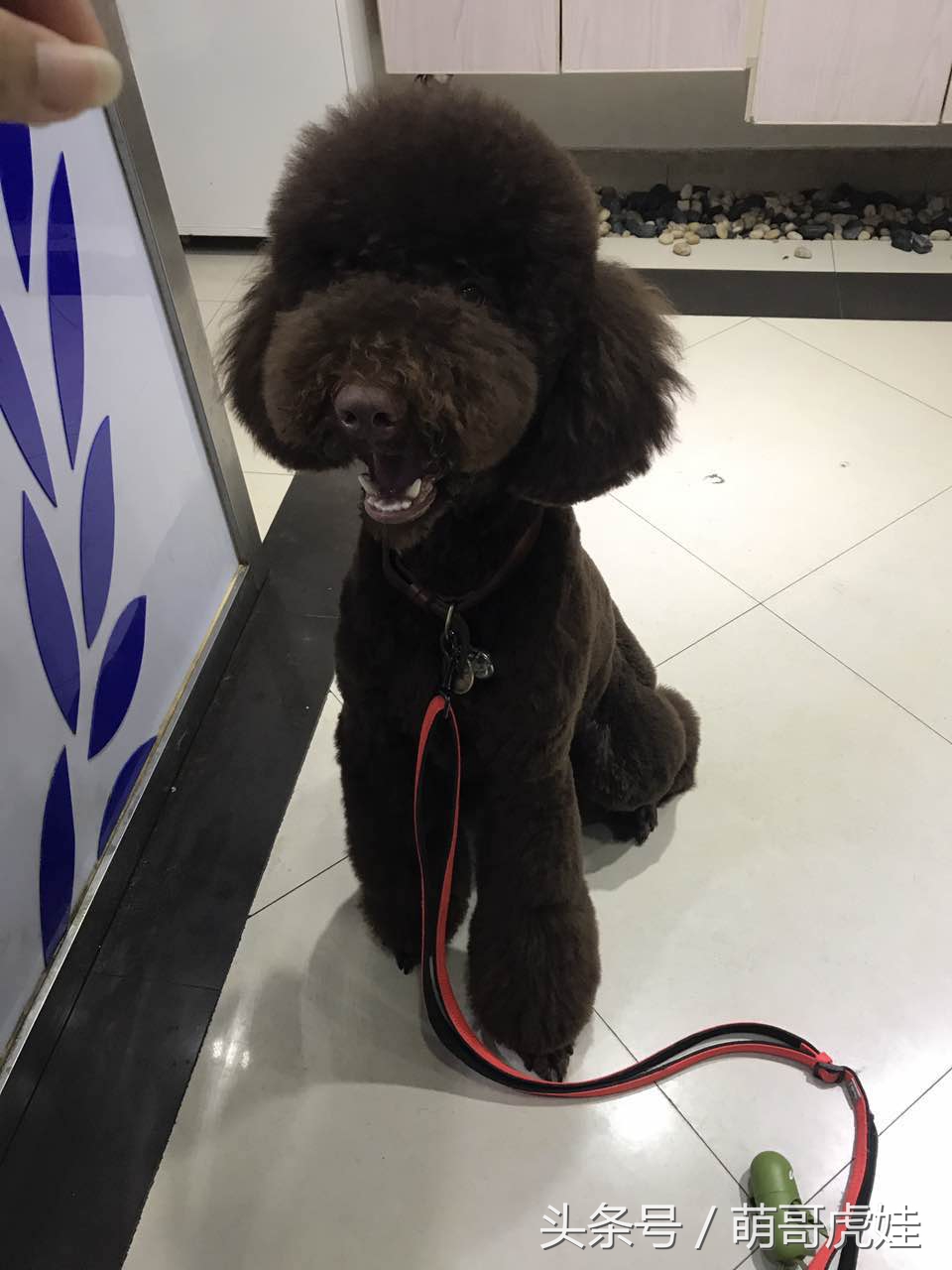 主人给大贵宾剪了个奇葩的新造型，自带屁垫儿，便便时好像穿着小裤裤