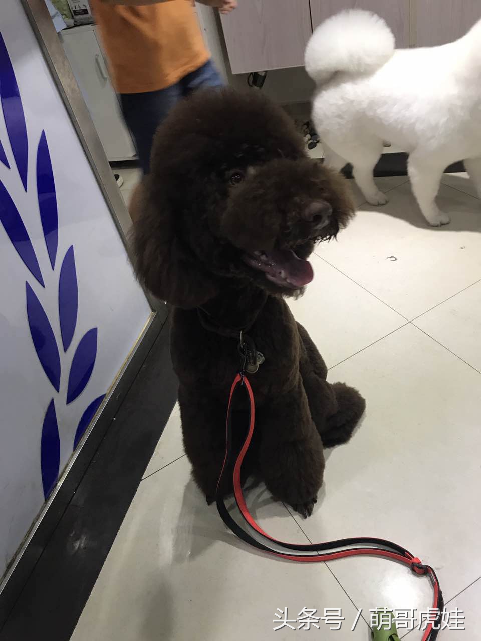 主人给大贵宾剪了个奇葩的新造型，自带屁垫儿，便便时好像穿着小裤裤