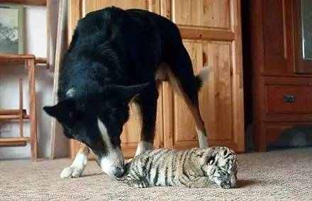 边牧宠物猫,边牧犬和卷毛猫