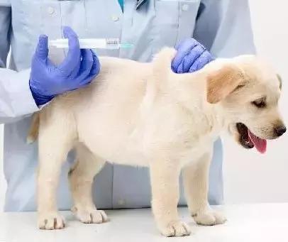 被猫狗咬伤没出血,被狗咬出血了一定要打狂犬疫苗吗