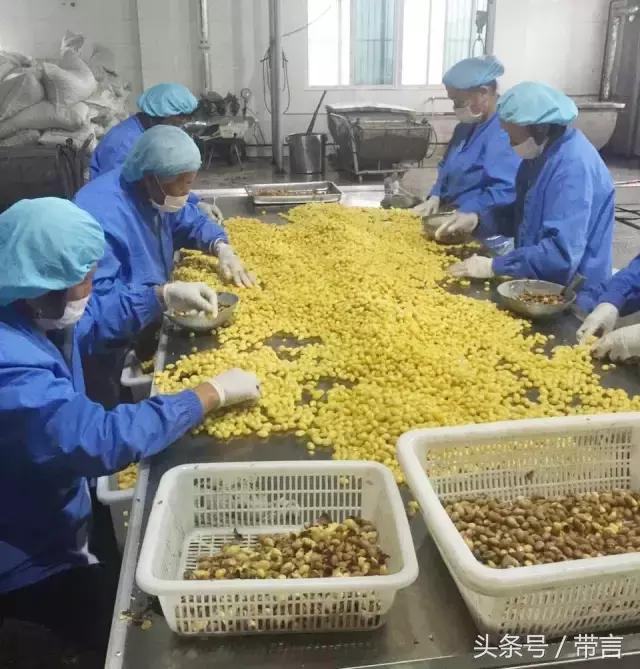 美梅的梦想｜世界最古老植物的馈赠——泰兴银杏