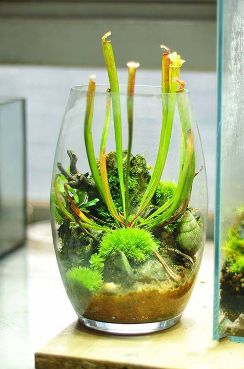 草缸放了绿萝,家居草缸