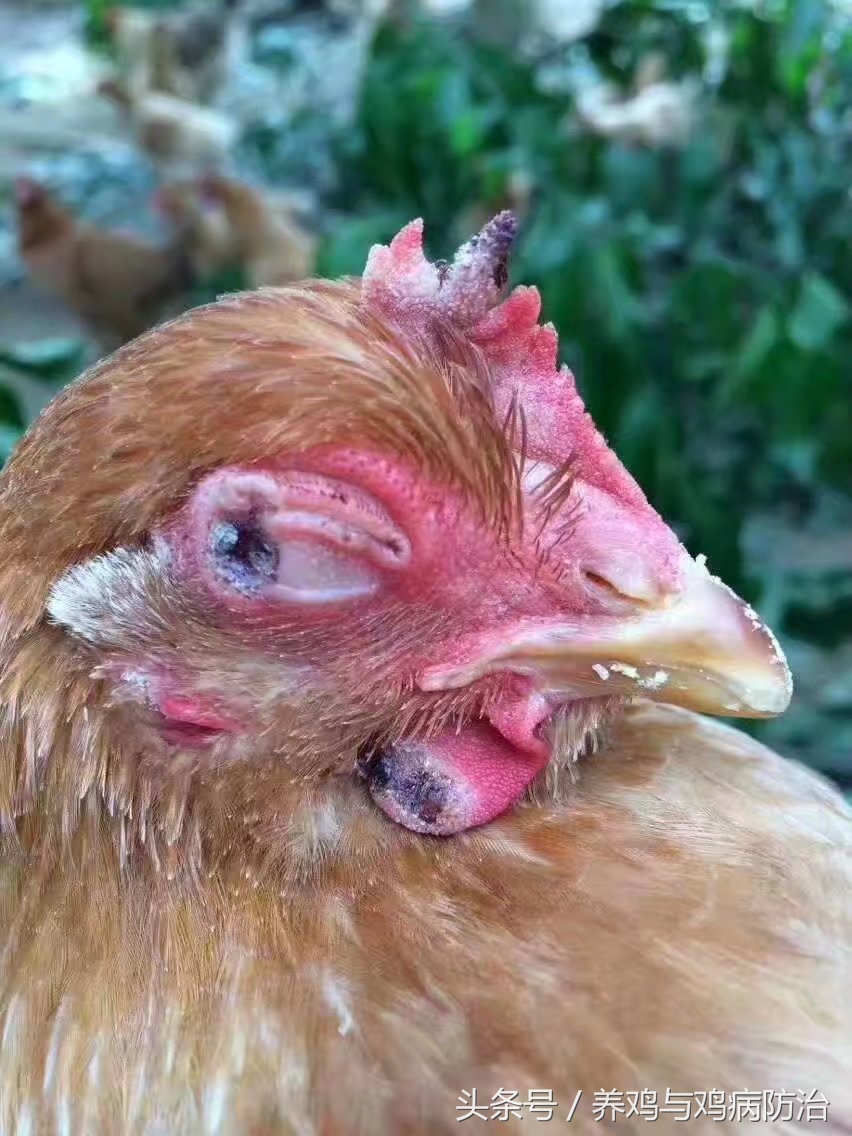 鸡得了鸡痘比较严重怎么办,养鸡长鸡痘要吃什么药