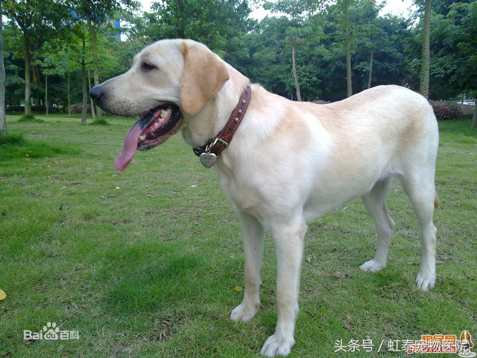 养拉布拉多怎么防止拆家和卫生,为什么不介意新手养拉布拉多