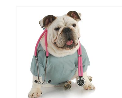 狗狗绝育手术后不吃饭怎么办,狗狗绝育手术后五六天没排便