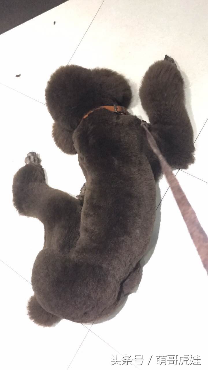 主人给大贵宾剪了个奇葩的新造型，自带屁垫儿，便便时好像穿着小裤裤