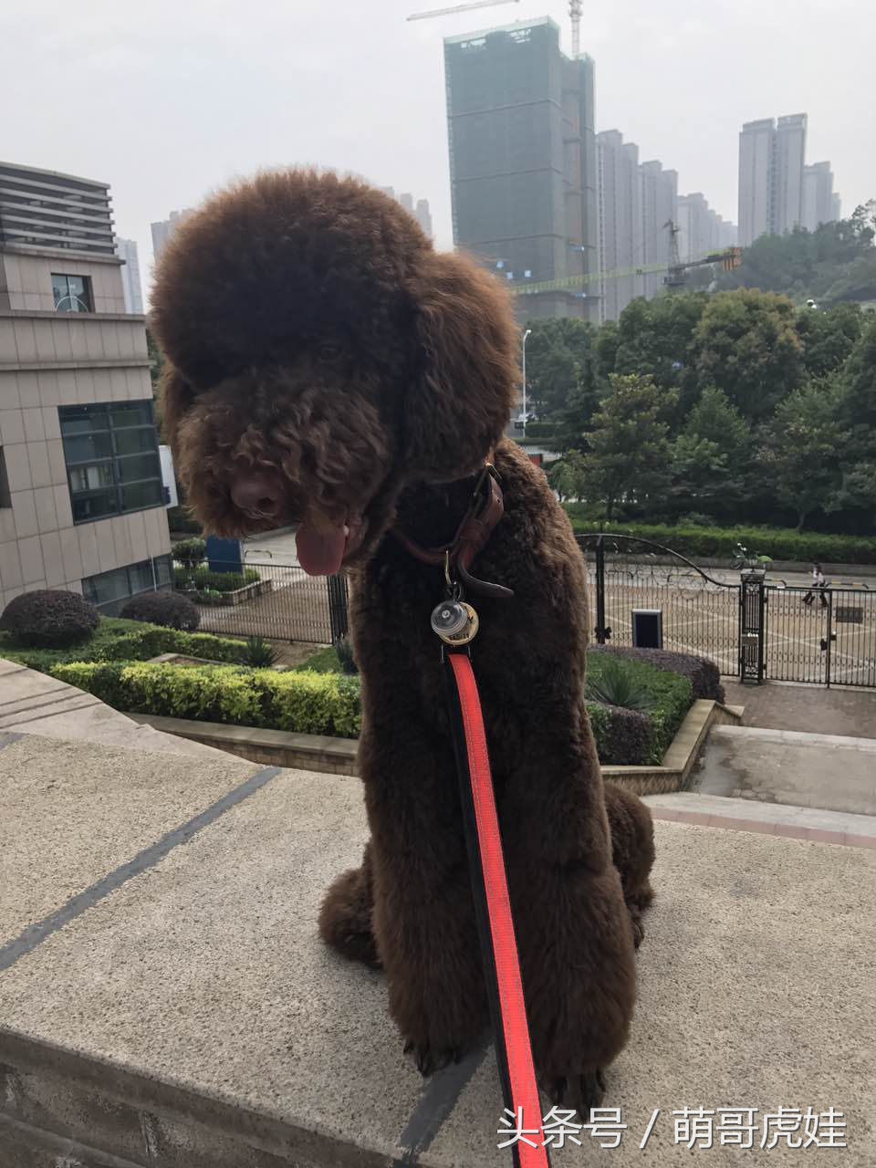 主人给大贵宾剪了个奇葩的新造型，自带屁垫儿，便便时好像穿着小裤裤