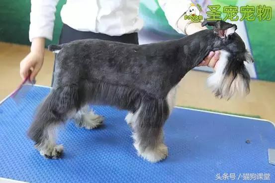 宠物美容需要什么基础知识呢,宠物美容师容易得的病