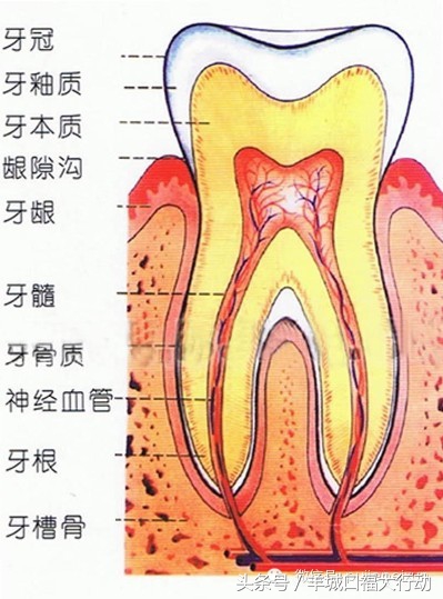 牙痛根管治疗就是杀神经吗,补牙牙痛必须要根管治疗吗